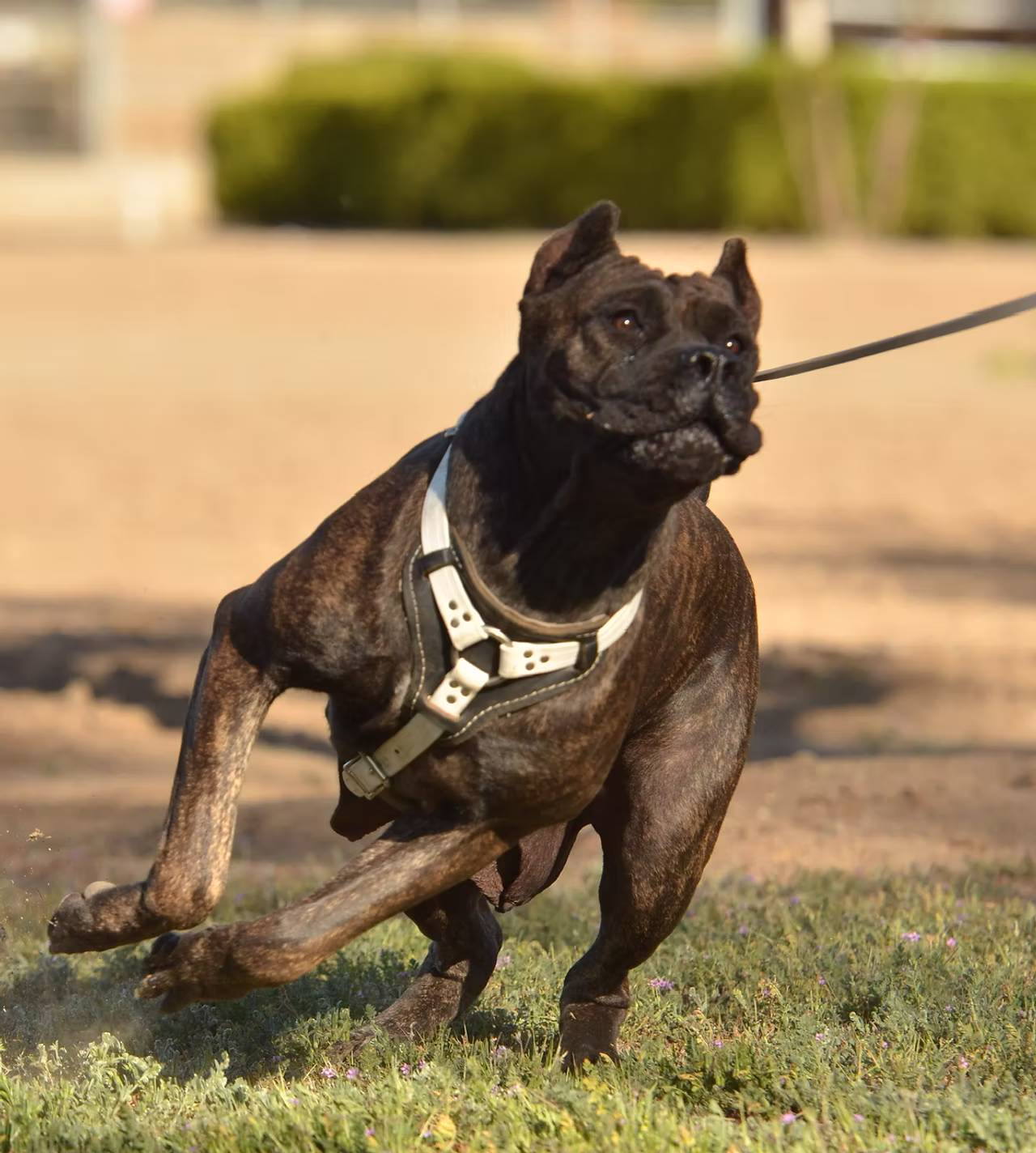 DiCalabrese Cane Corso gallery