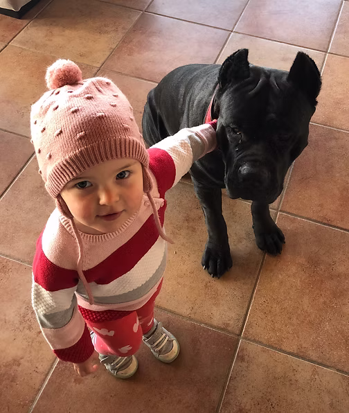 DiCalabrese Cane Corso gallery