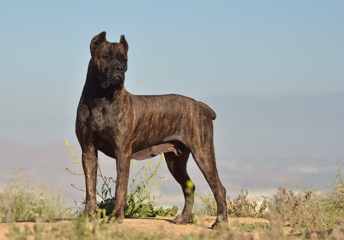 DiCalabrese Cane Corso gallery