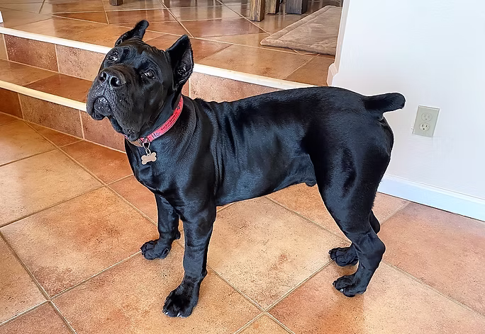 DiCalabrese Cane Corso gallery