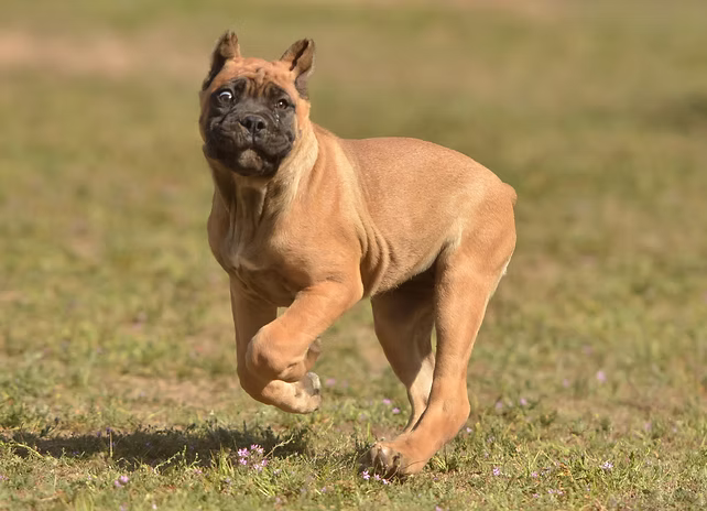 DiCalabrese Cane Corso gallery