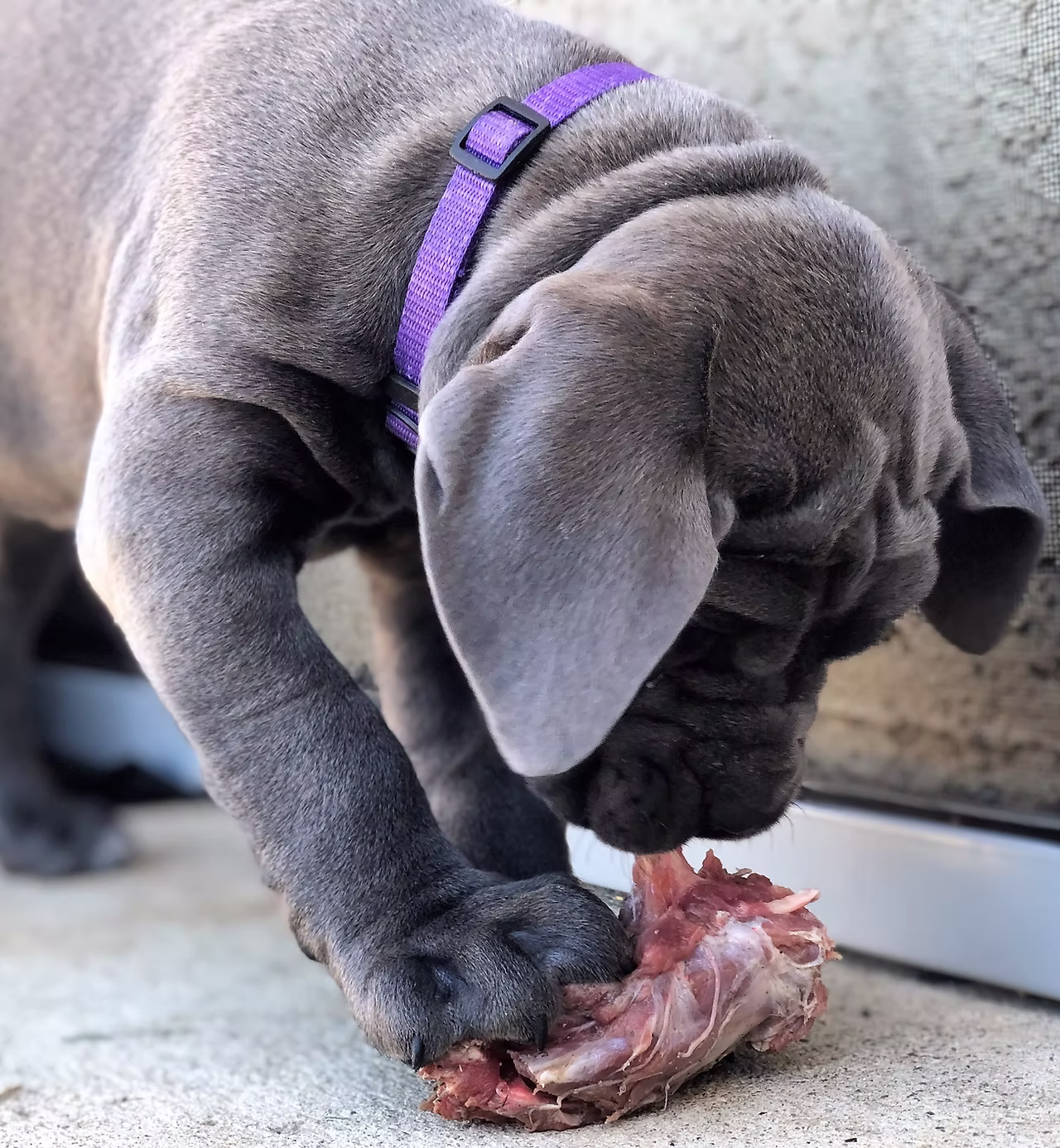 DiCalabrese Cane Corso gallery