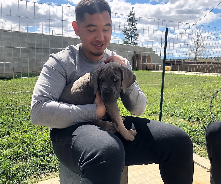 DiCalabrese Cane Corso gallery