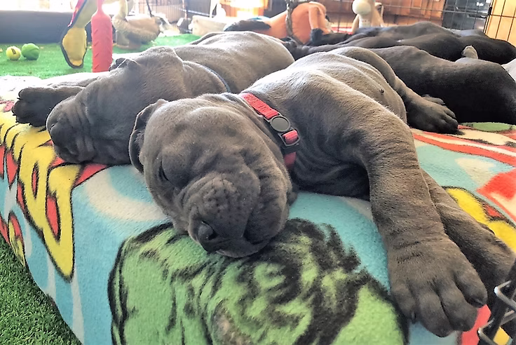 DiCalabrese Cane Corso gallery