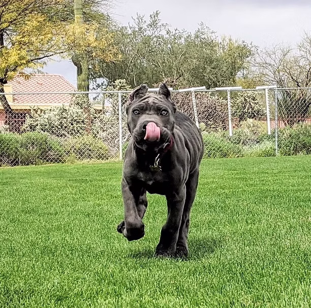DiCalabrese Cane Corso gallery