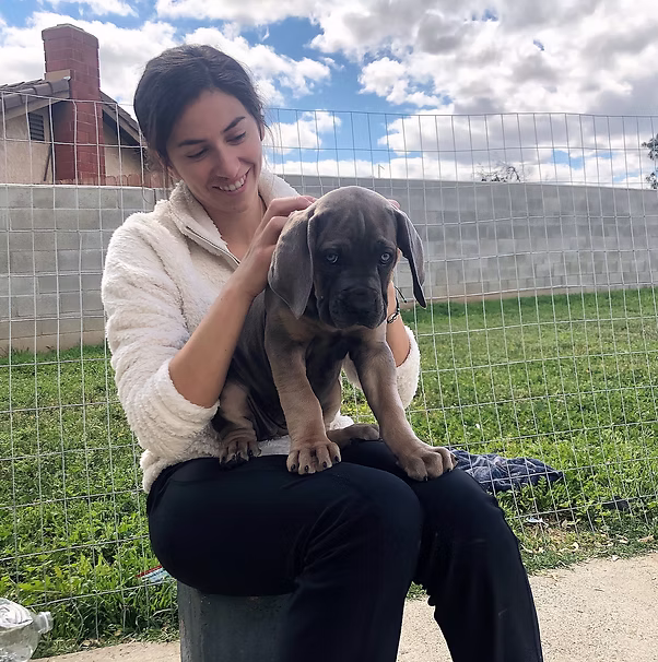 DiCalabrese Cane Corso gallery