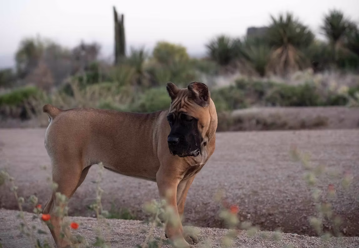 DiCalabrese Cane Corso gallery