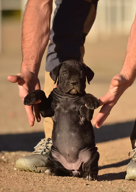 DiCalabrese Cane Corso gallery