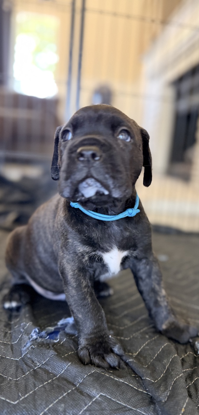 Cane Corso puppy from DiCalabrese, a reputable breeder in Moreno Valley, California