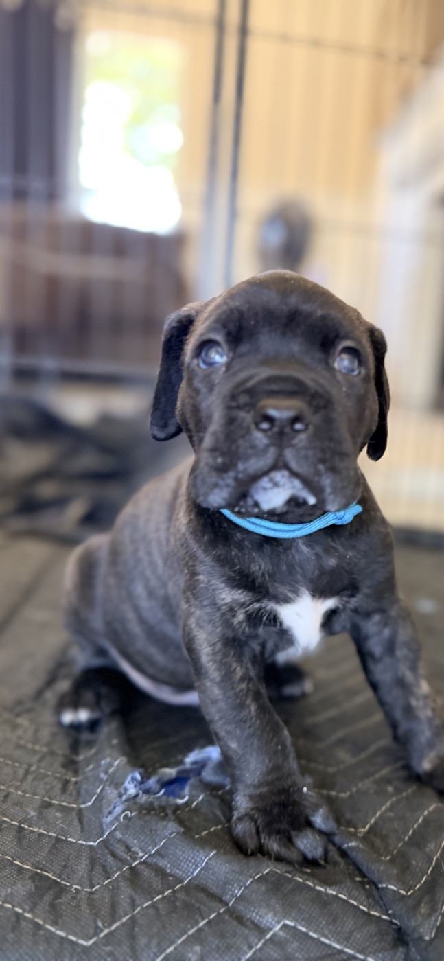 DiCalabrese Cane Corso litter raised with Puppy Culture socialization
