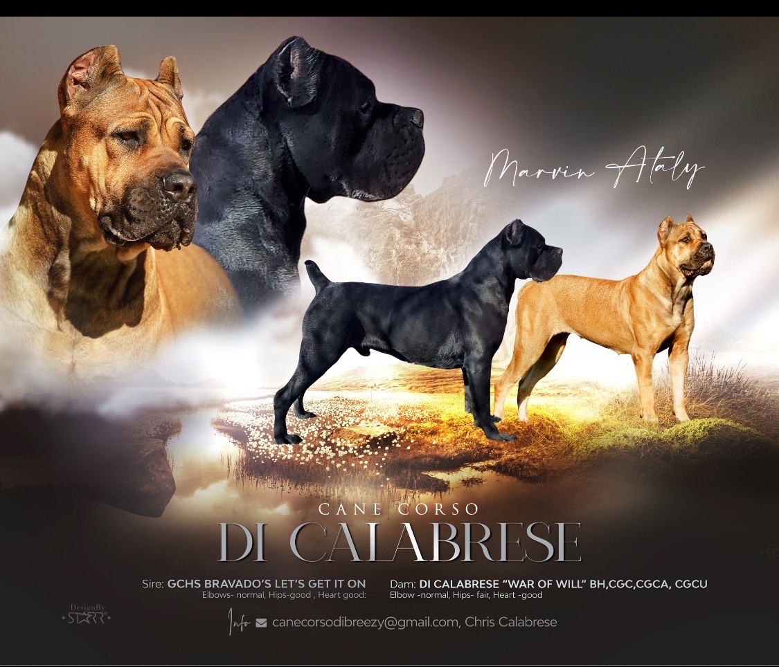 Family life with a health tested DiCalabrese Cane Corso