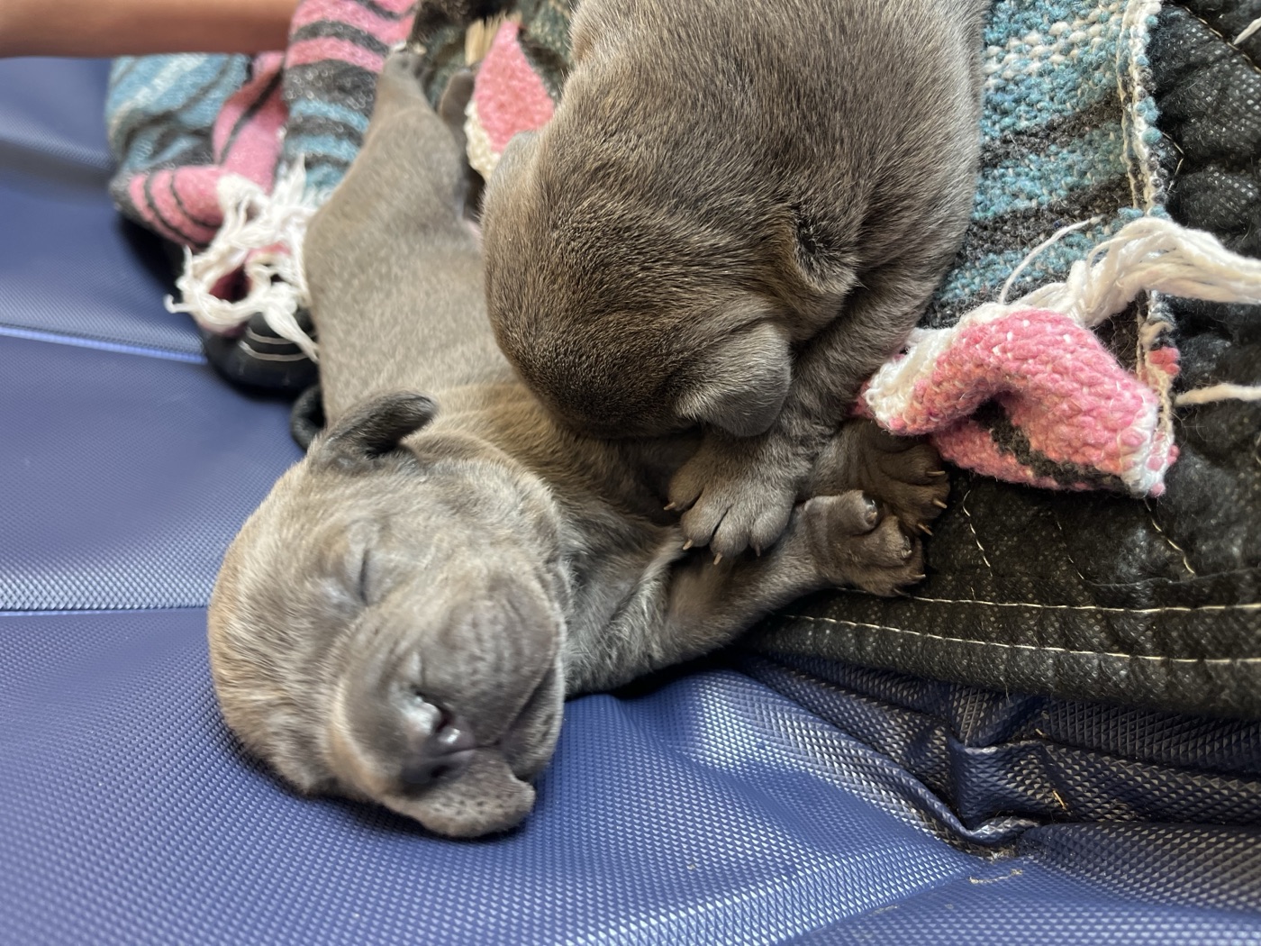 Cane Corso protection and training at DiCalabrese in Southern California