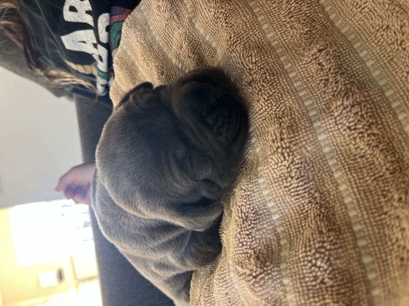 Adult Cane Corso from DiCalabrese champion bloodlines