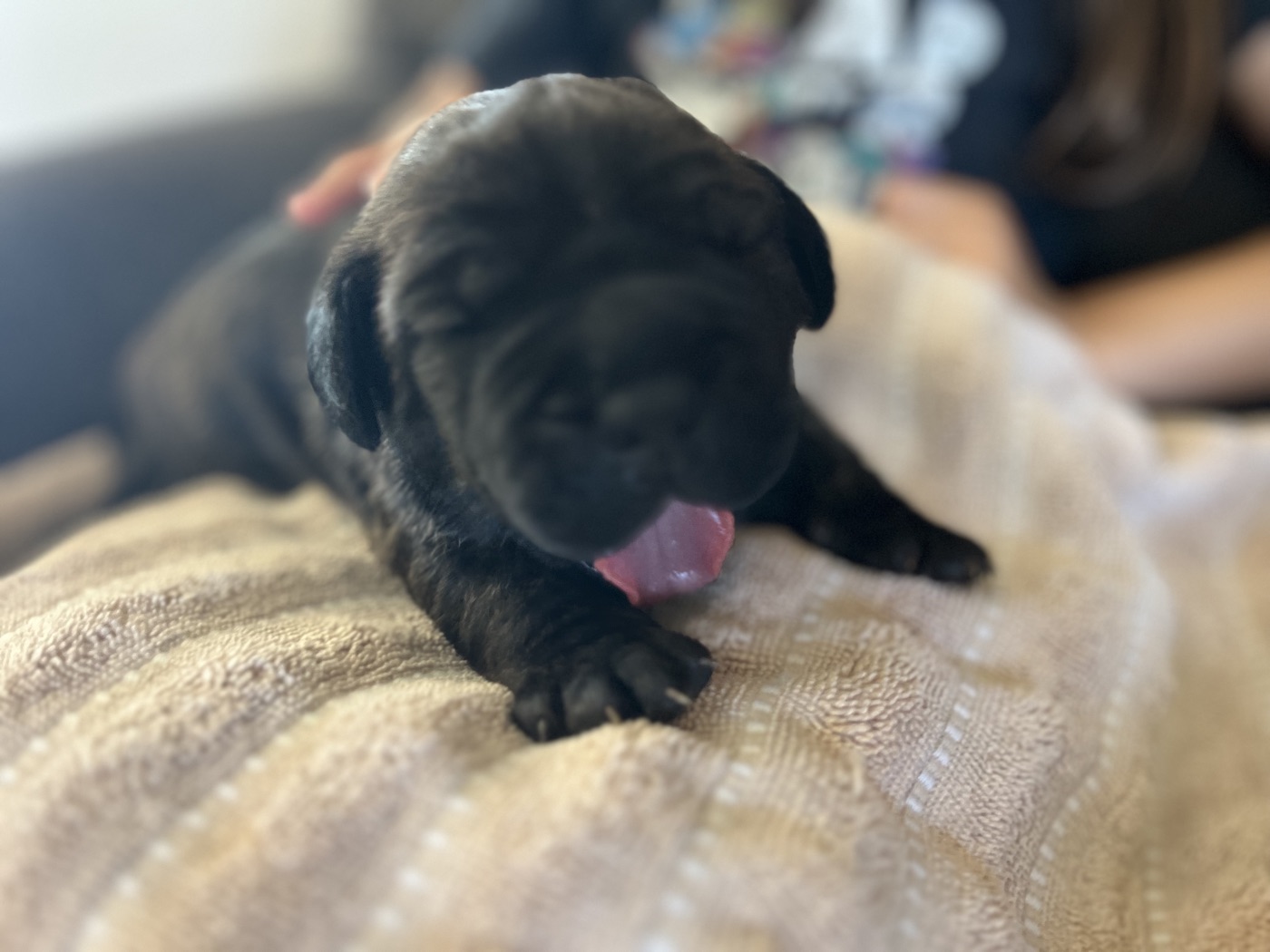 Cane Corso puppies and daily life at DiCalabrese kennel