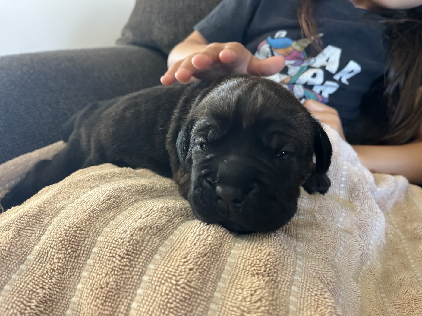 Preservation Cane Corso breeding program at DiCalabrese
