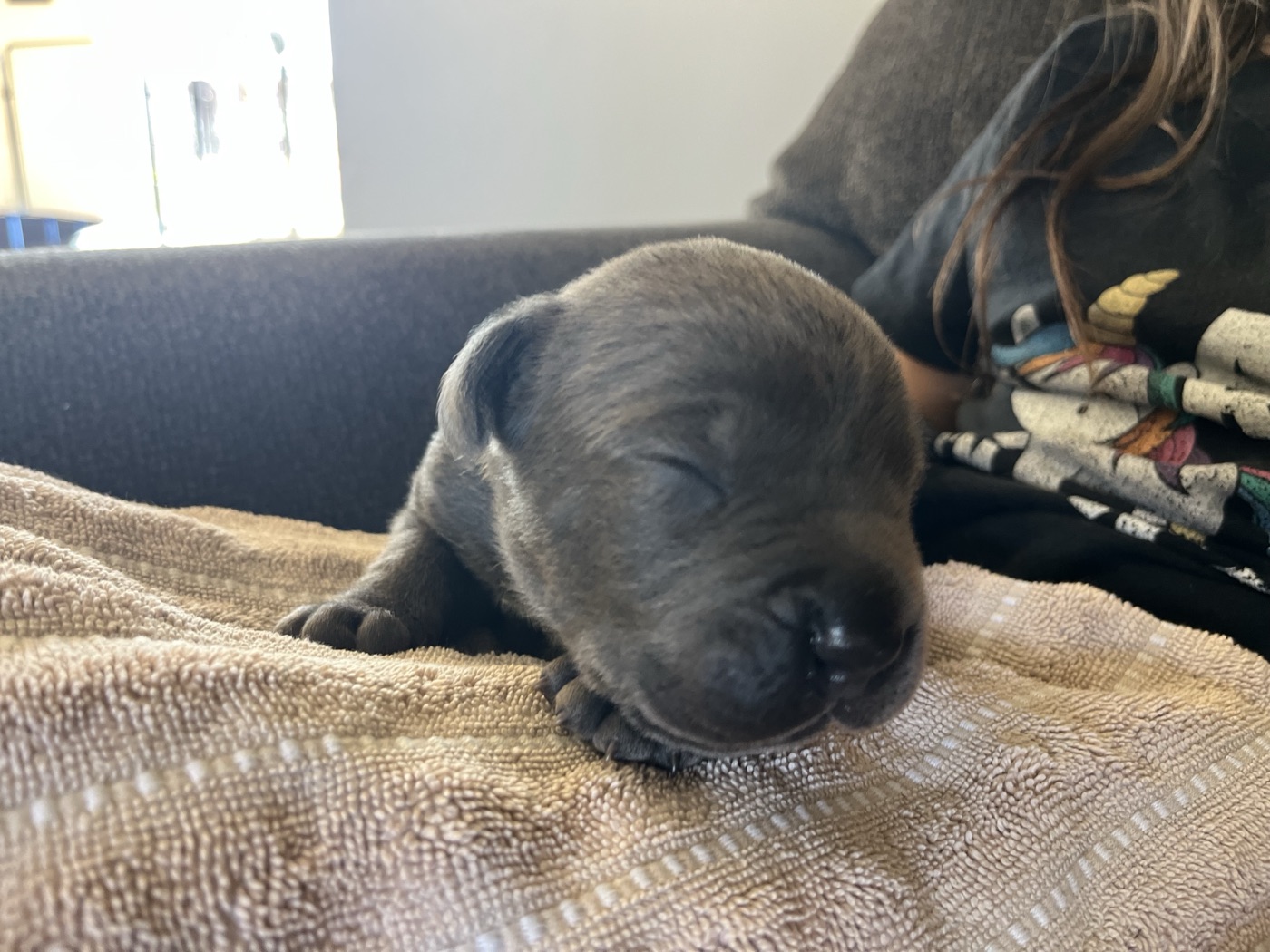 Cane Corso puppy from DiCalabrese, a reputable breeder in Moreno Valley, California