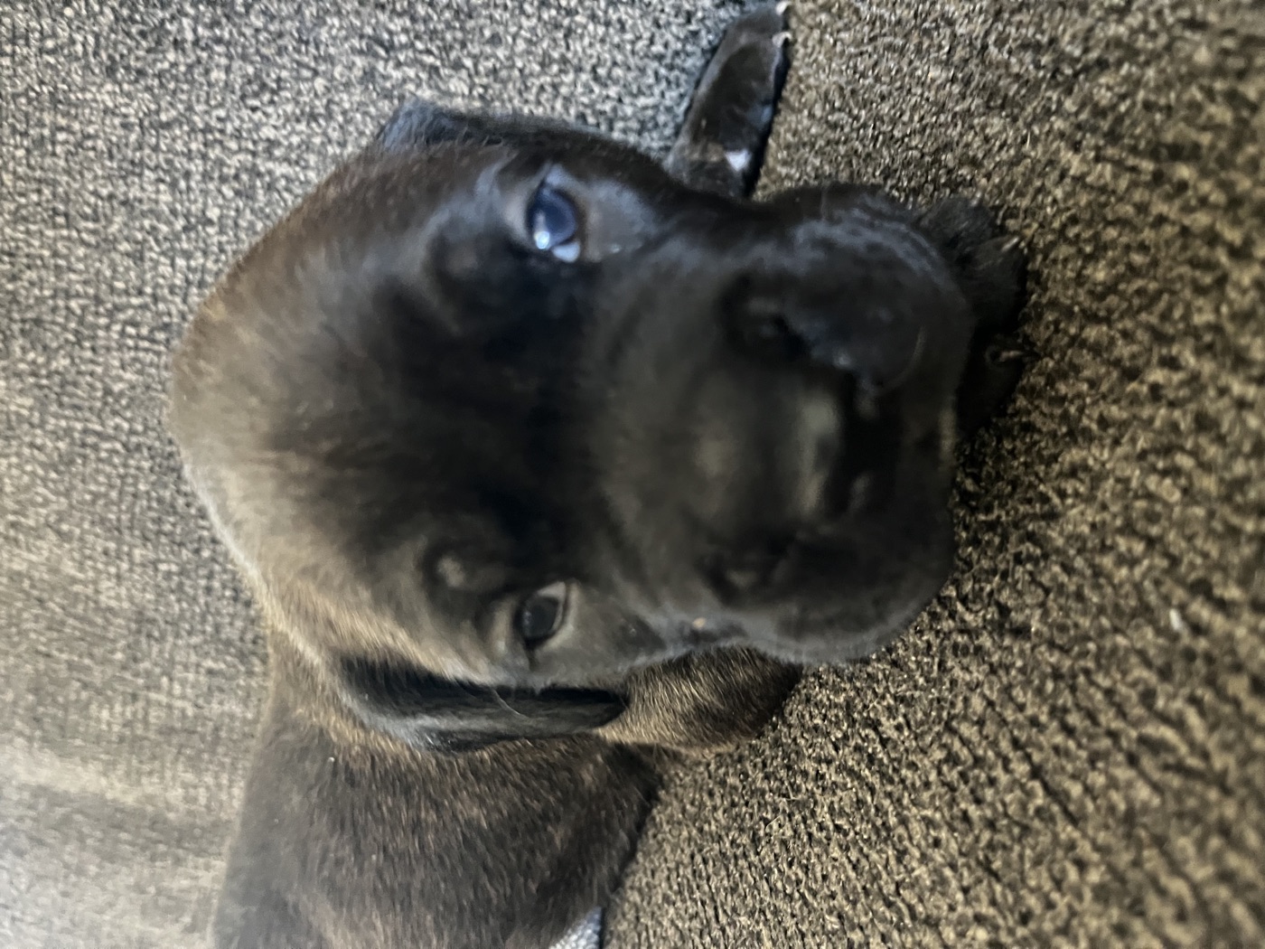 DiCalabrese Cane Corso litter raised with Puppy Culture socialization