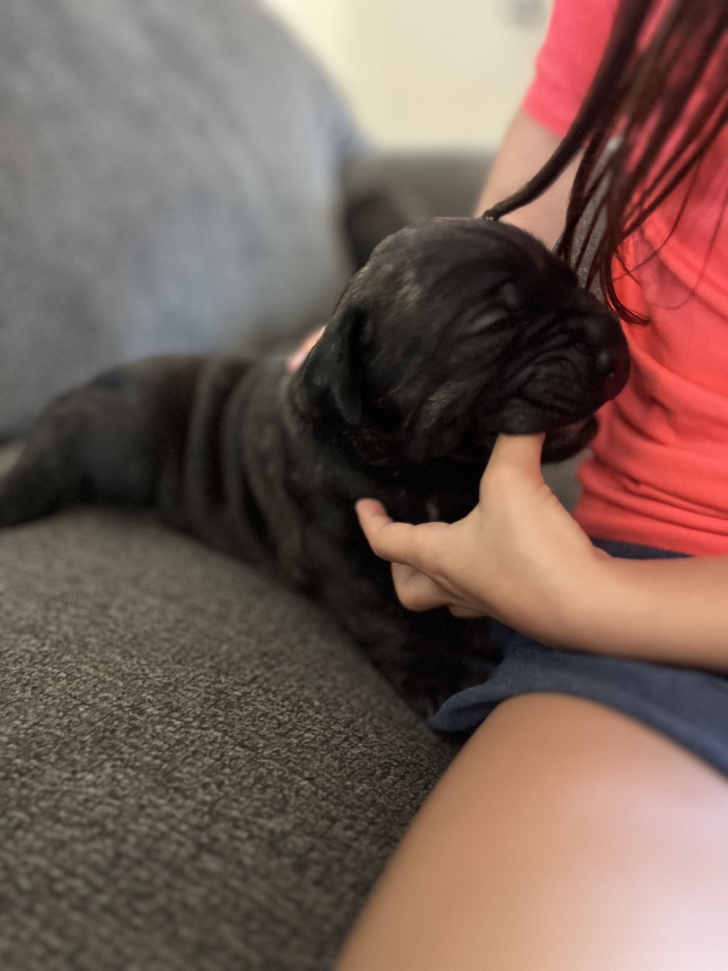 Family life with a health tested DiCalabrese Cane Corso