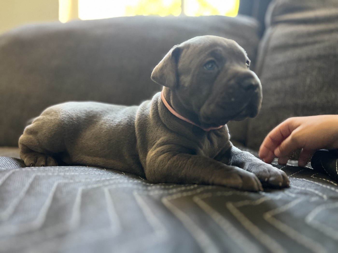 Adult Cane Corso from DiCalabrese champion bloodlines