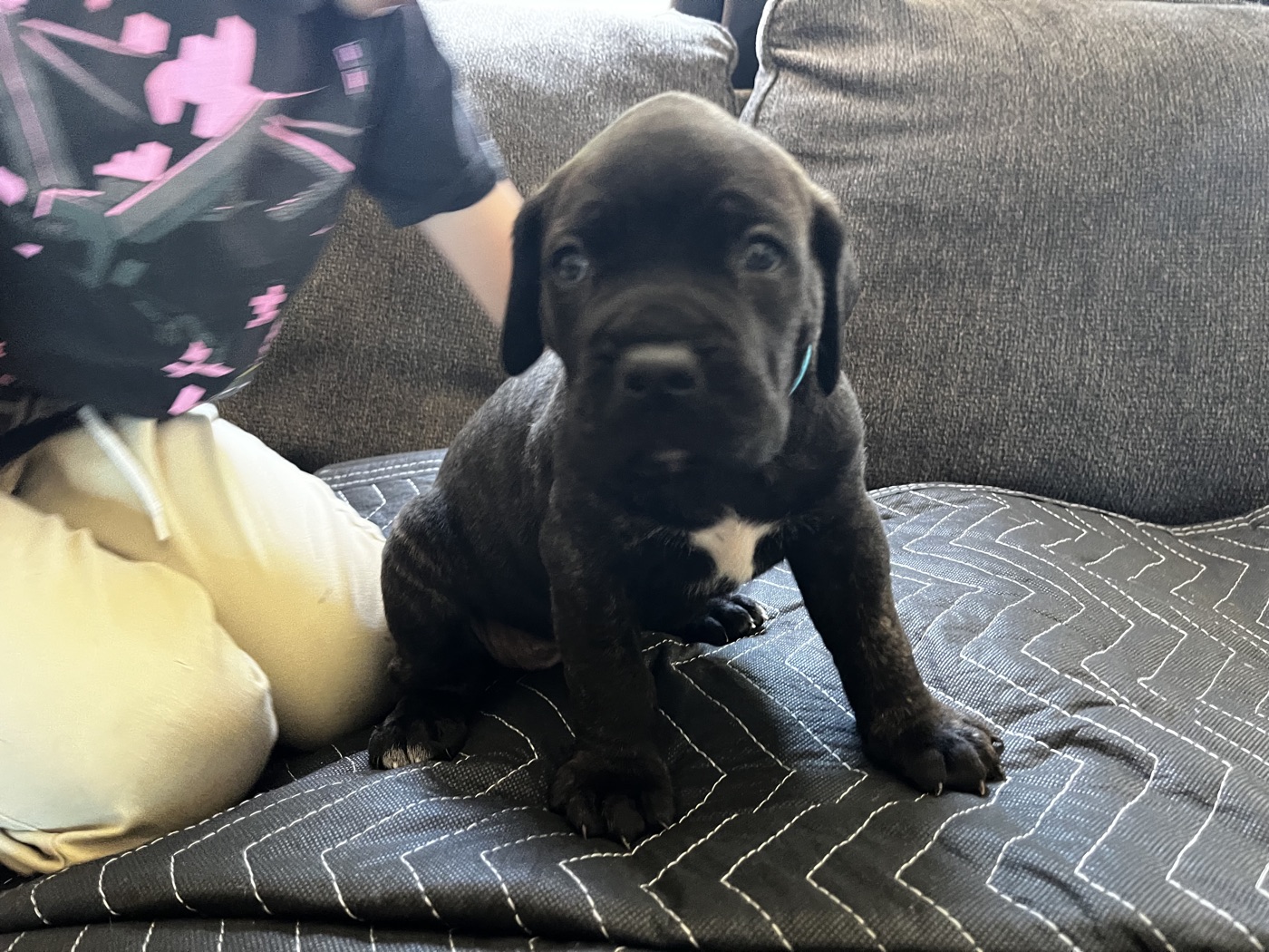 Cane Corso puppies and daily life at DiCalabrese kennel