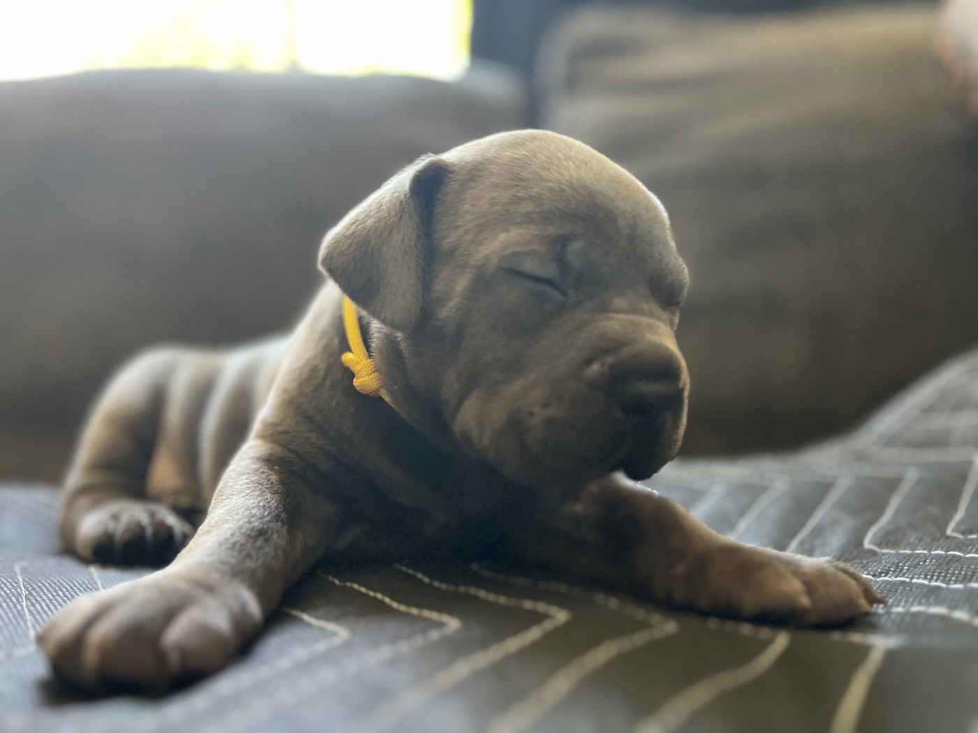 DiCalabrese Cane Corso outdoors in California