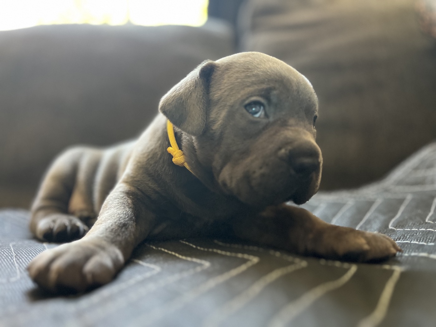 Preservation Cane Corso breeding program at DiCalabrese