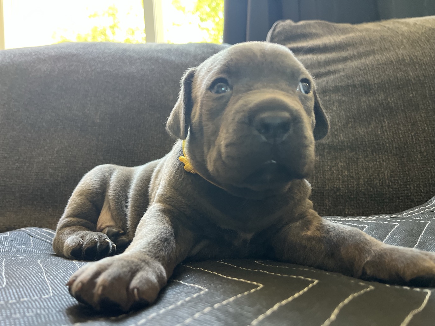 Cane Corso puppy from DiCalabrese, a reputable breeder in Moreno Valley, California