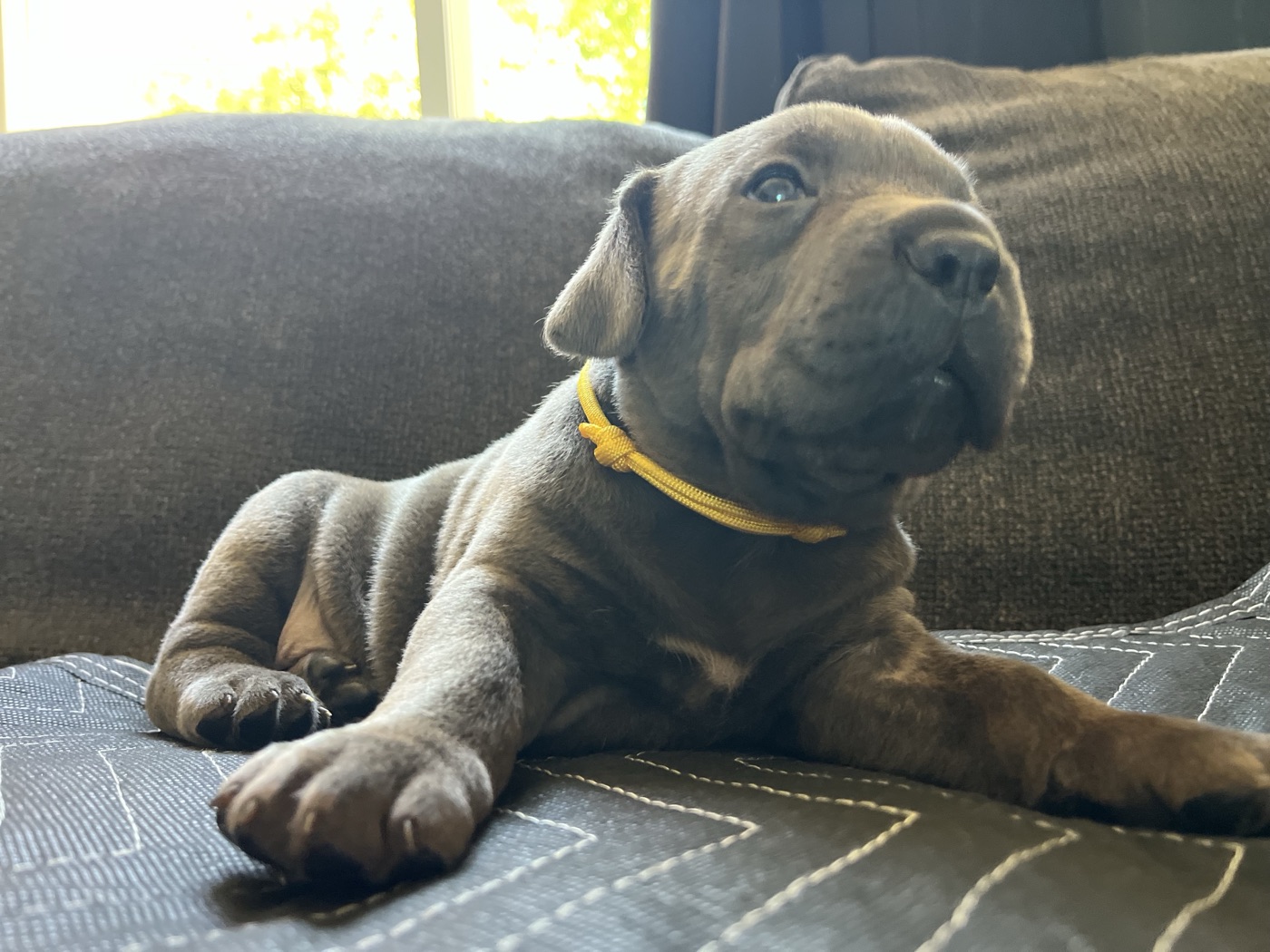 DiCalabrese Cane Corso litter raised with Puppy Culture socialization