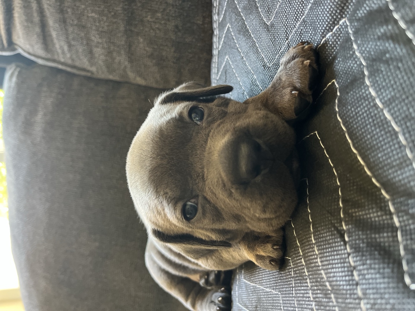 Family life with a health tested DiCalabrese Cane Corso