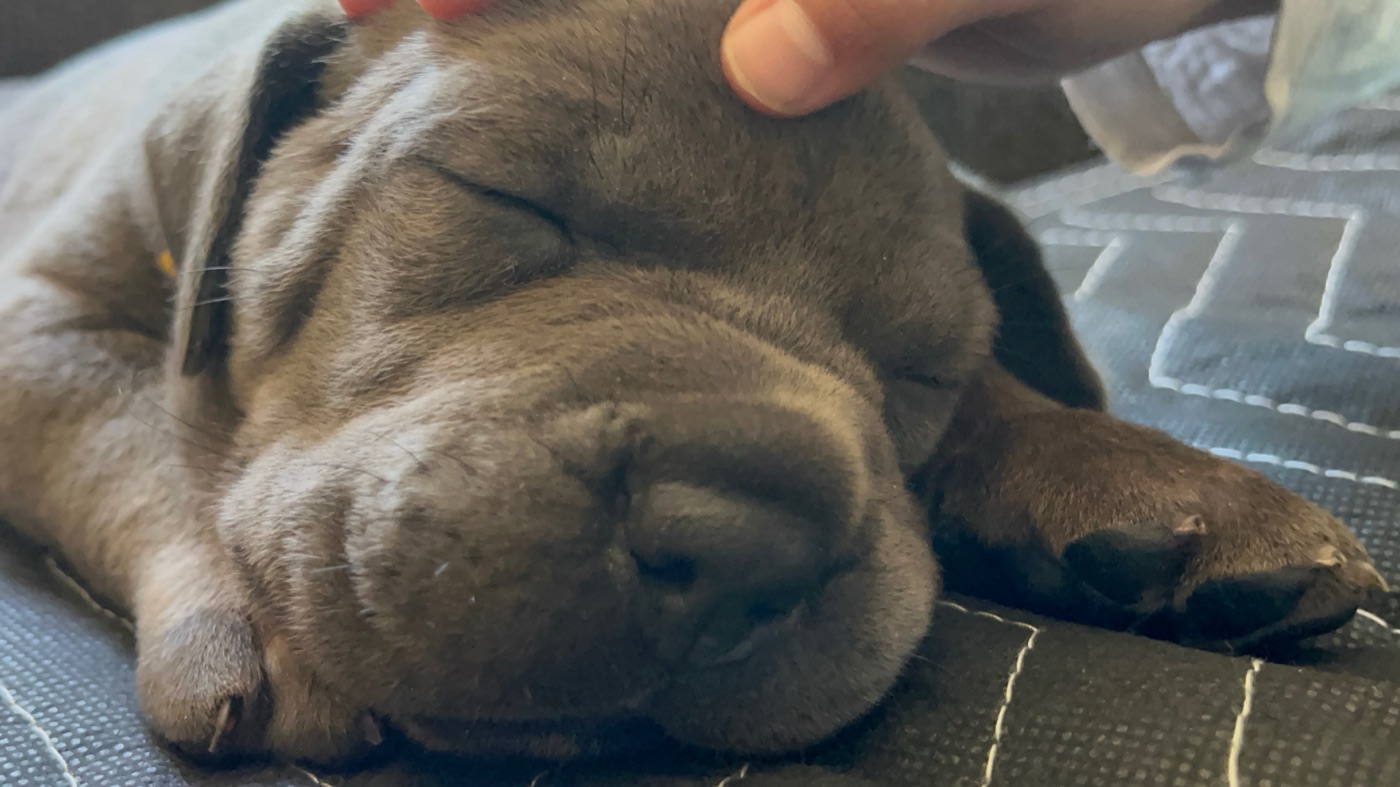 Cane Corso protection and training at DiCalabrese in Southern California