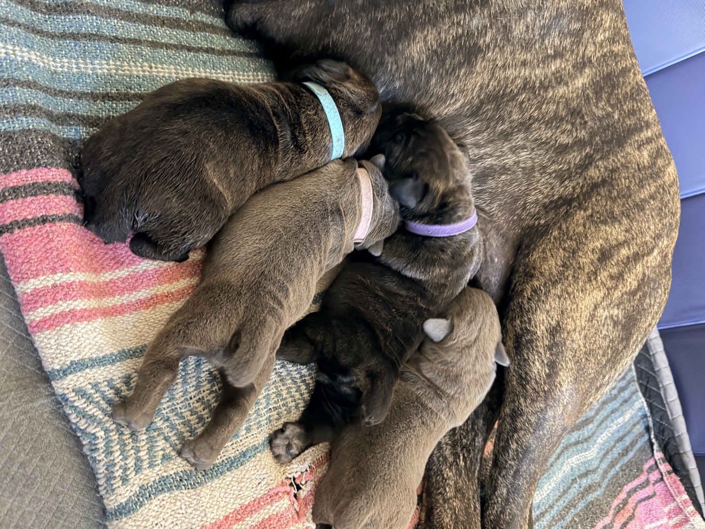 Adult Cane Corso from DiCalabrese champion bloodlines
