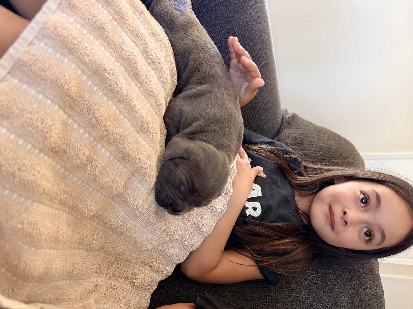 Cane Corso puppies and daily life at DiCalabrese kennel