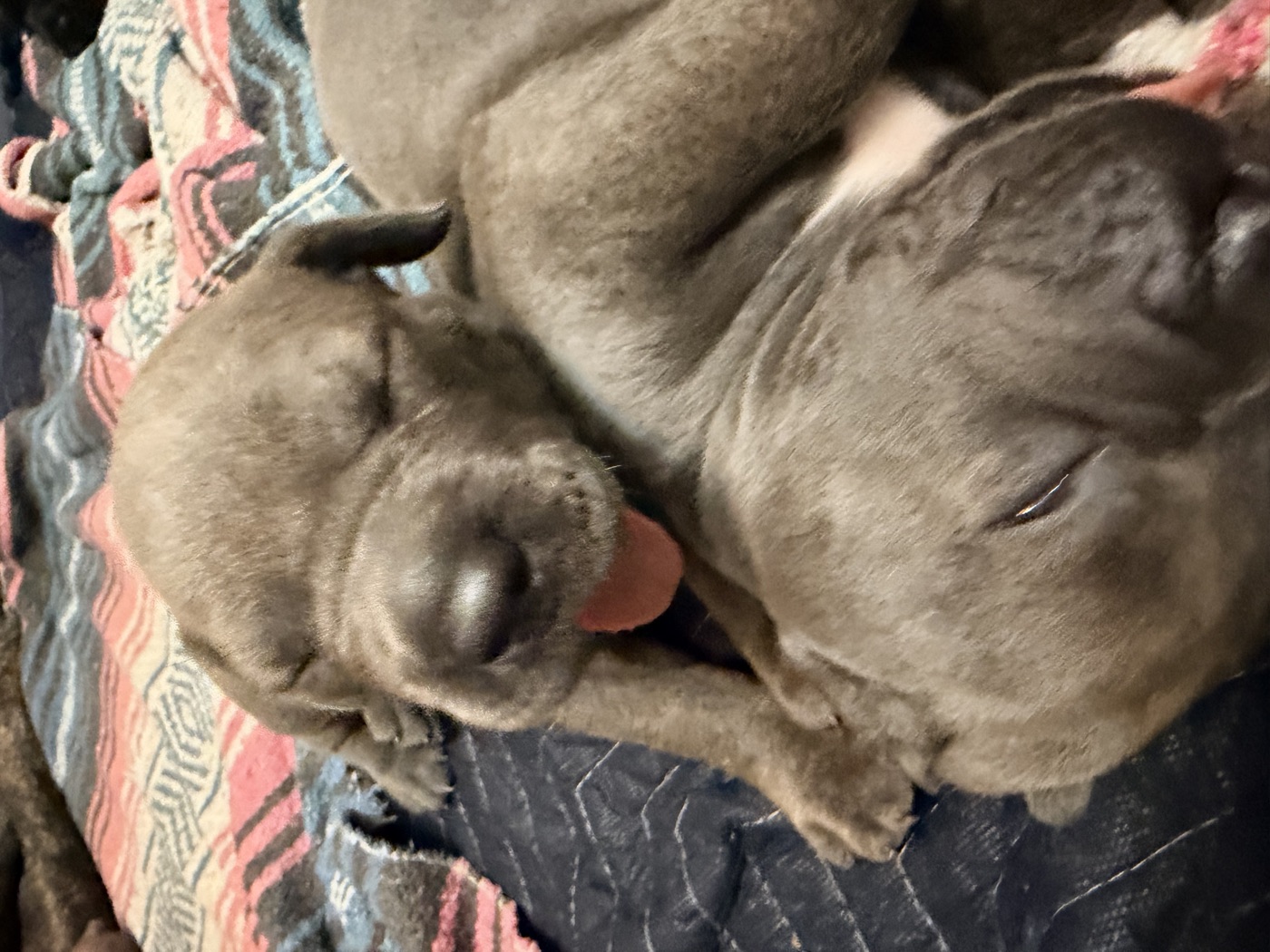 Preservation Cane Corso breeding program at DiCalabrese