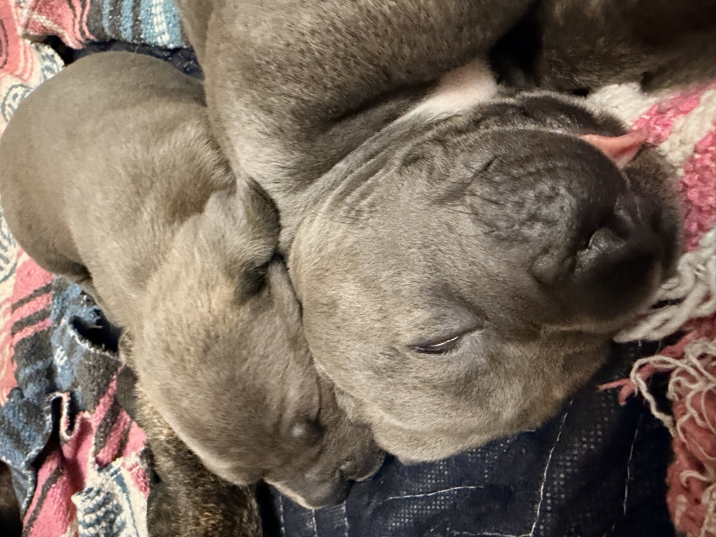 Cane Corso puppy from DiCalabrese, a reputable breeder in Moreno Valley, California