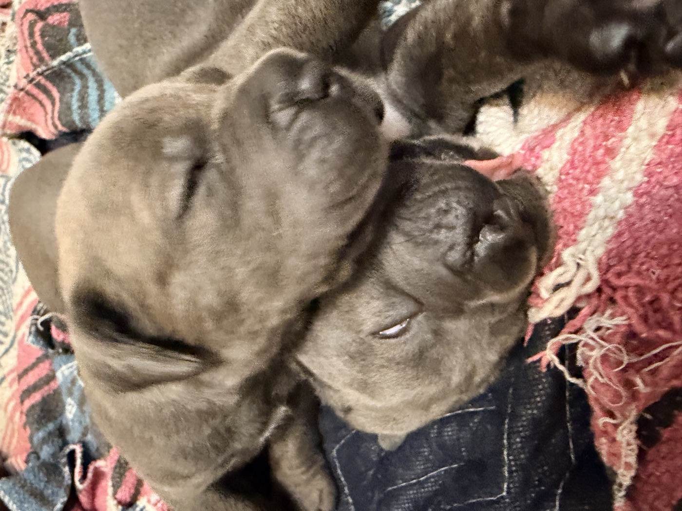 DiCalabrese Cane Corso litter raised with Puppy Culture socialization