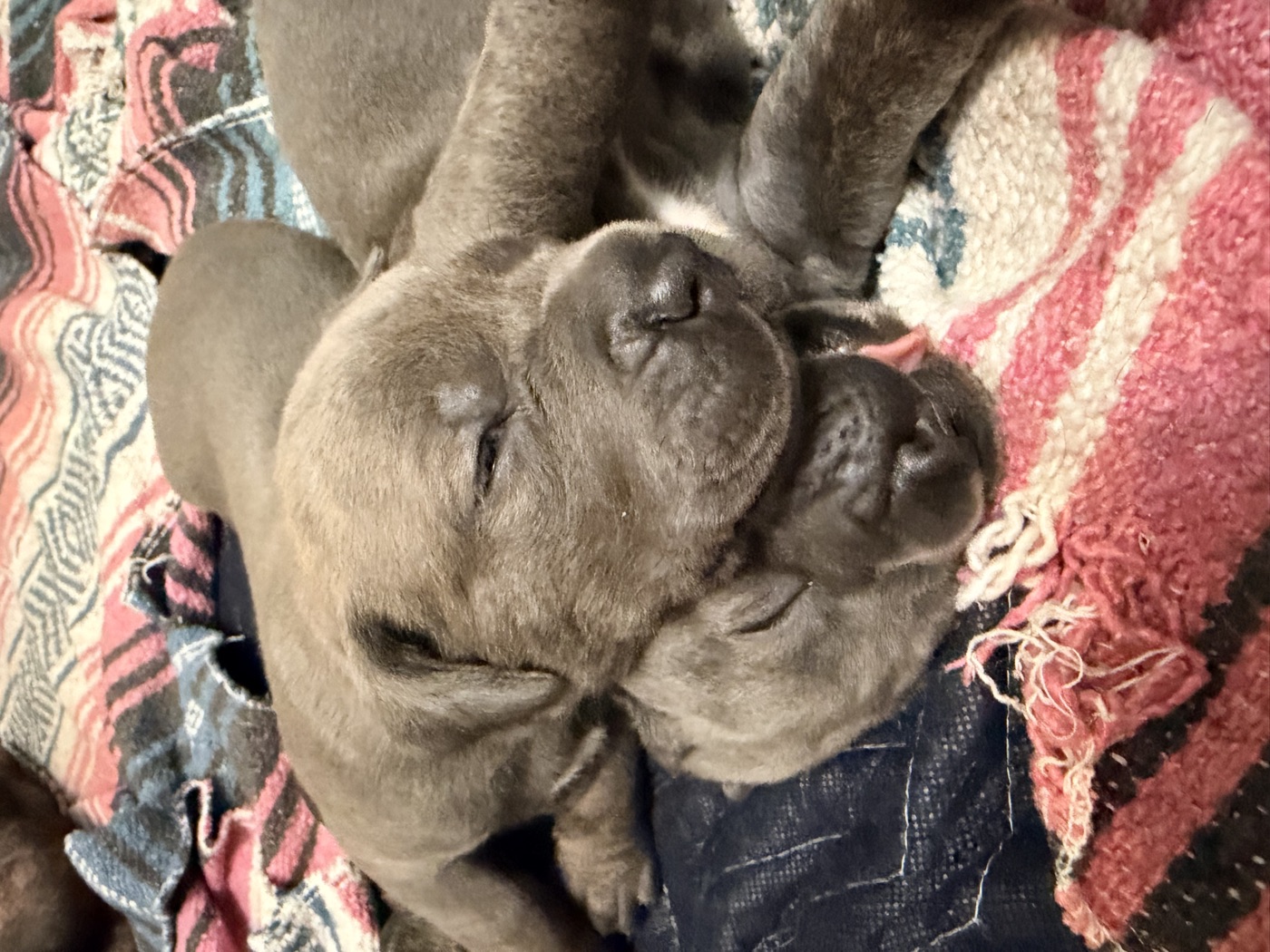 Family life with a health tested DiCalabrese Cane Corso