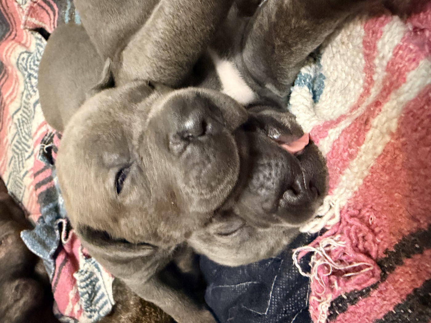 Cane Corso protection and training at DiCalabrese in Southern California