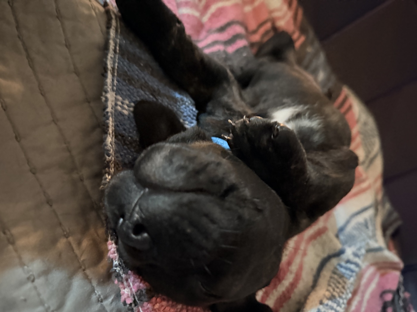 Adult Cane Corso from DiCalabrese champion bloodlines