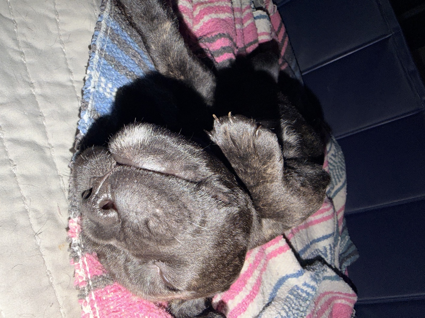 Cane Corso puppies and daily life at DiCalabrese kennel