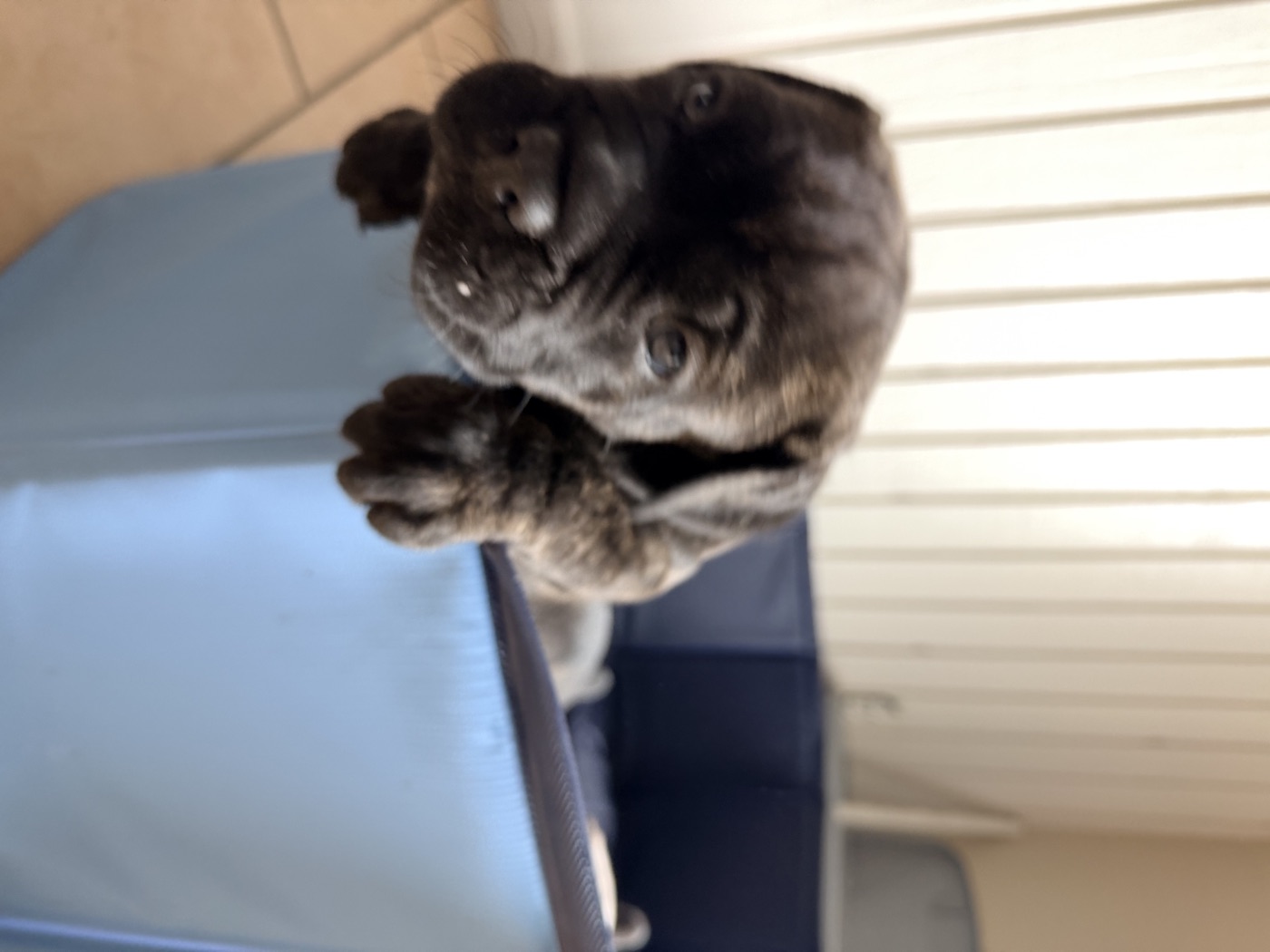 Preservation Cane Corso breeding program at DiCalabrese