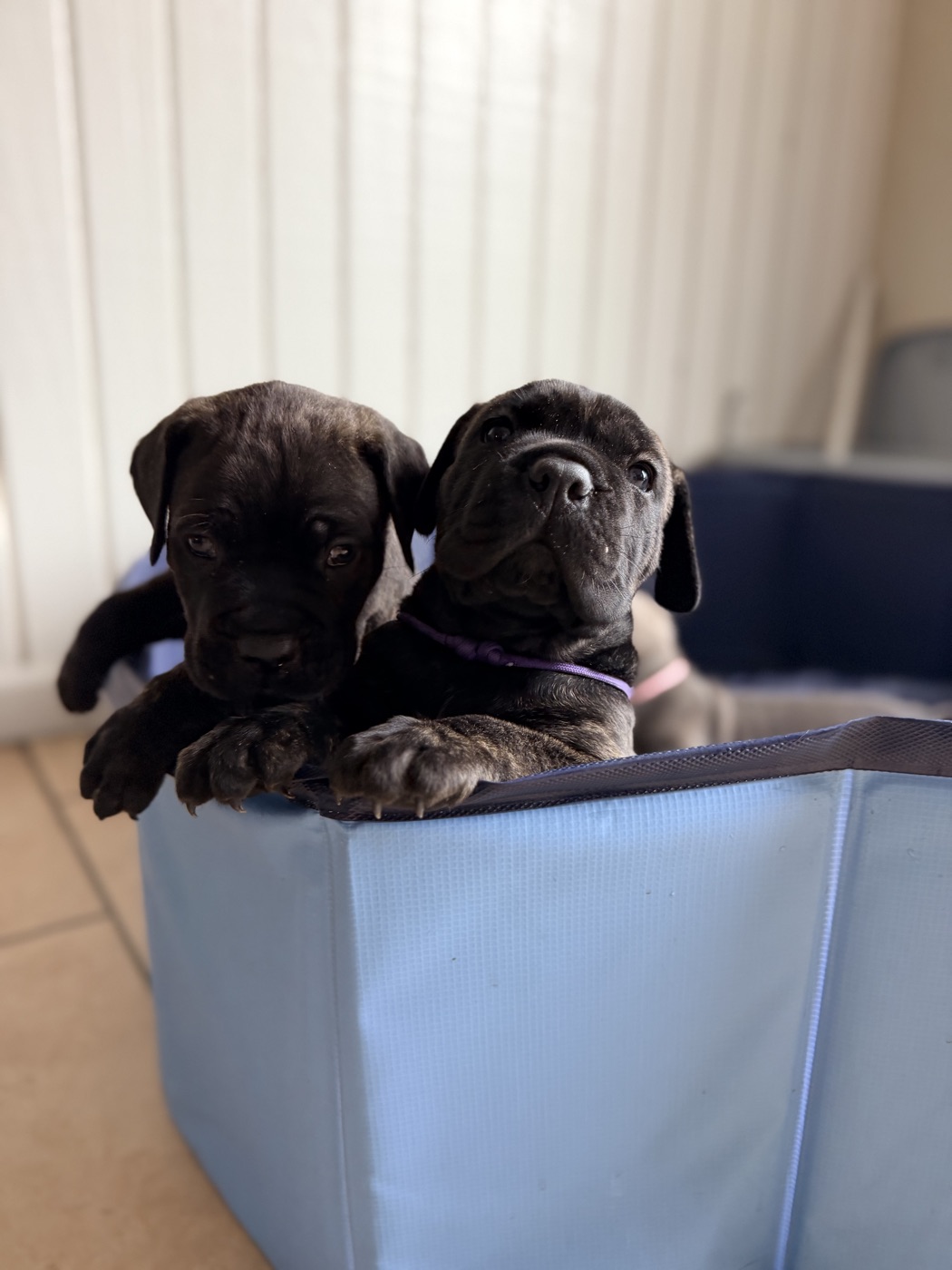 Family life with a health tested DiCalabrese Cane Corso