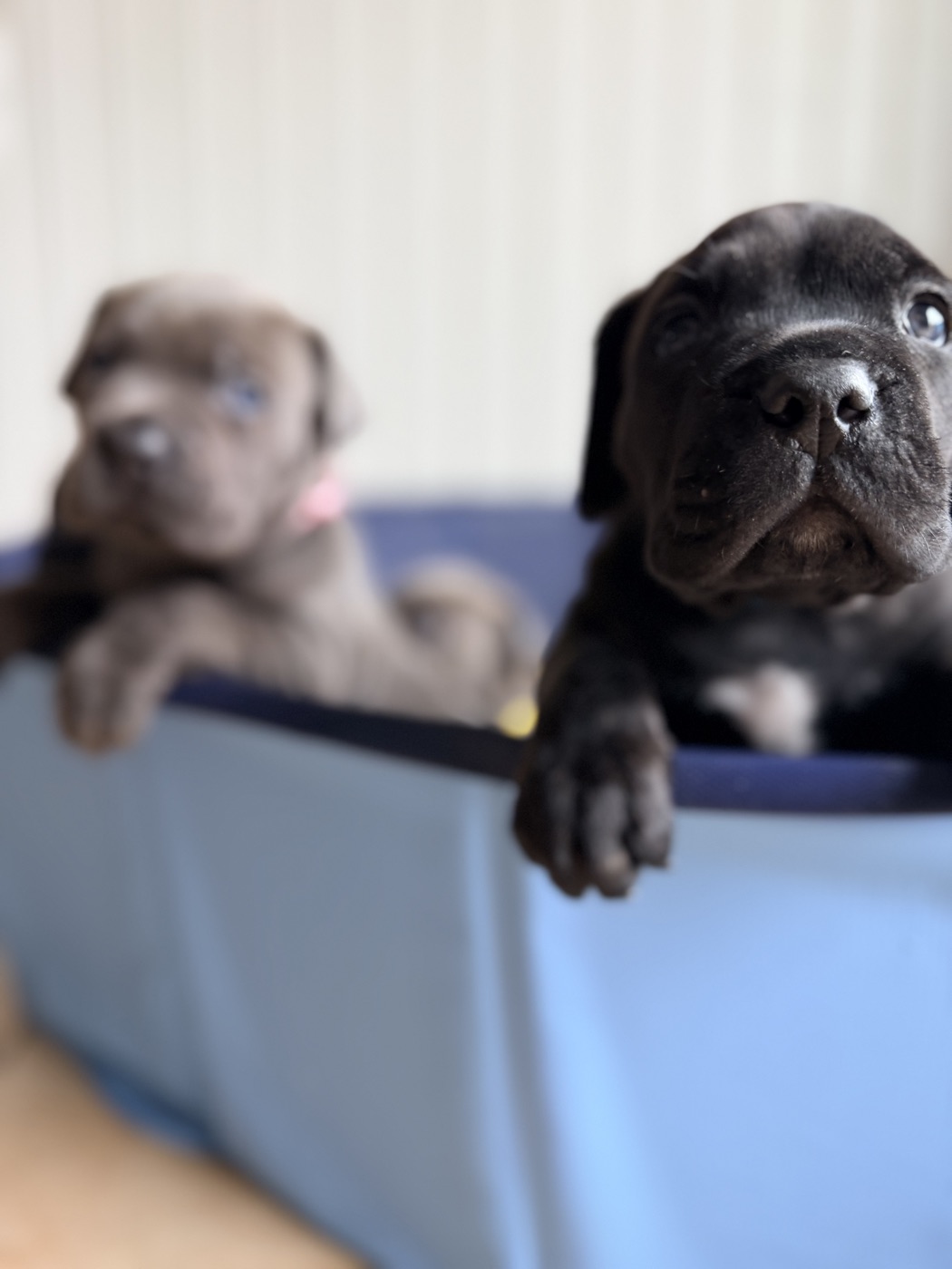 Cane Corso puppy from DiCalabrese, a reputable breeder in Moreno Valley, California