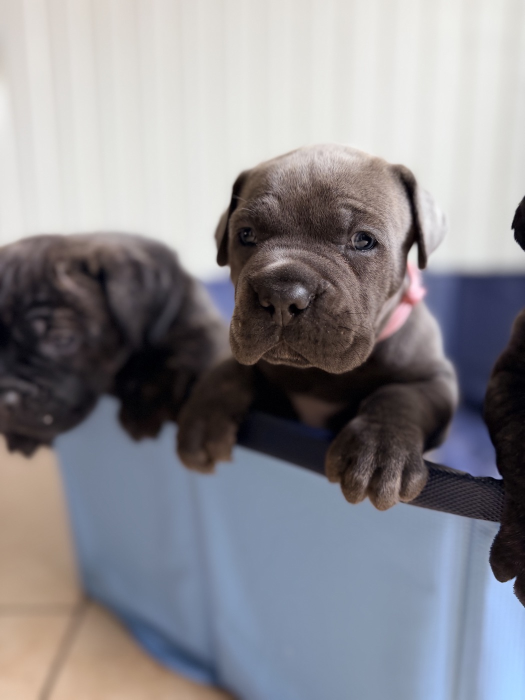 DiCalabrese Cane Corso litter raised with Puppy Culture socialization