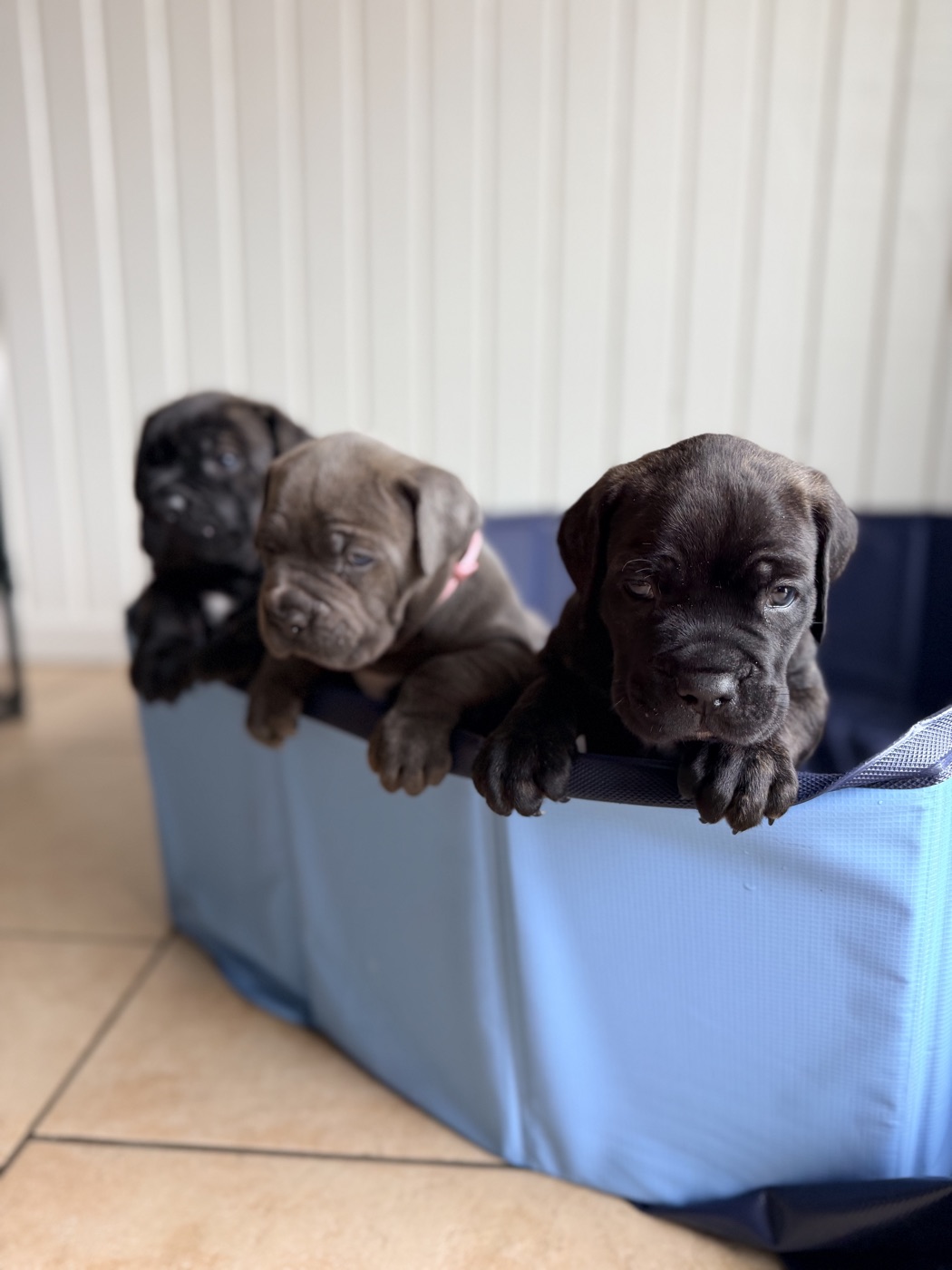 Family life with a health tested DiCalabrese Cane Corso