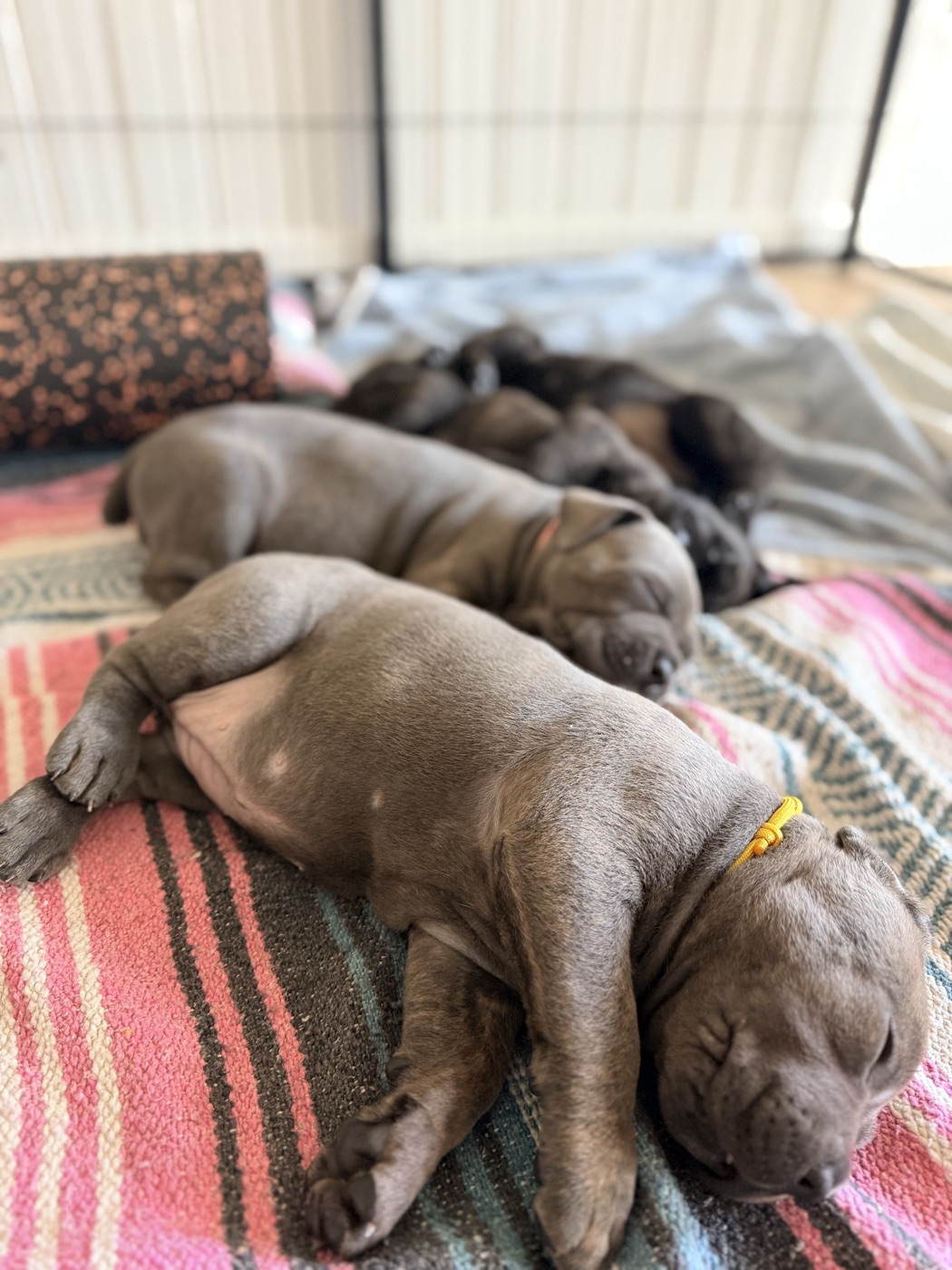 Adult Cane Corso from DiCalabrese champion bloodlines