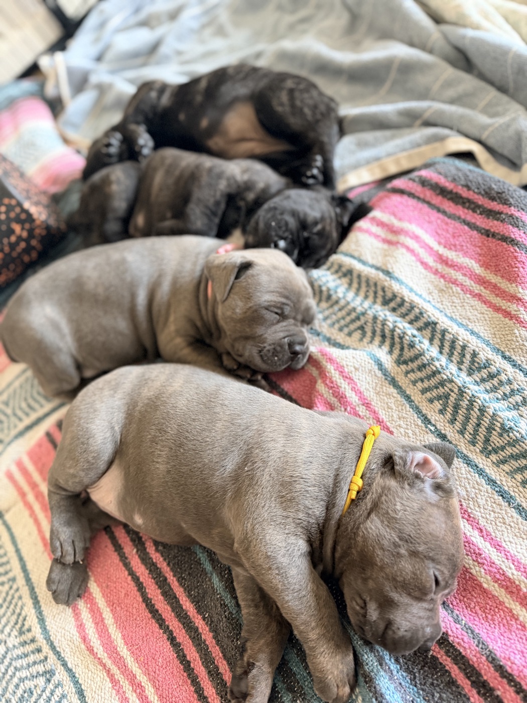 Cane Corso puppies and daily life at DiCalabrese kennel