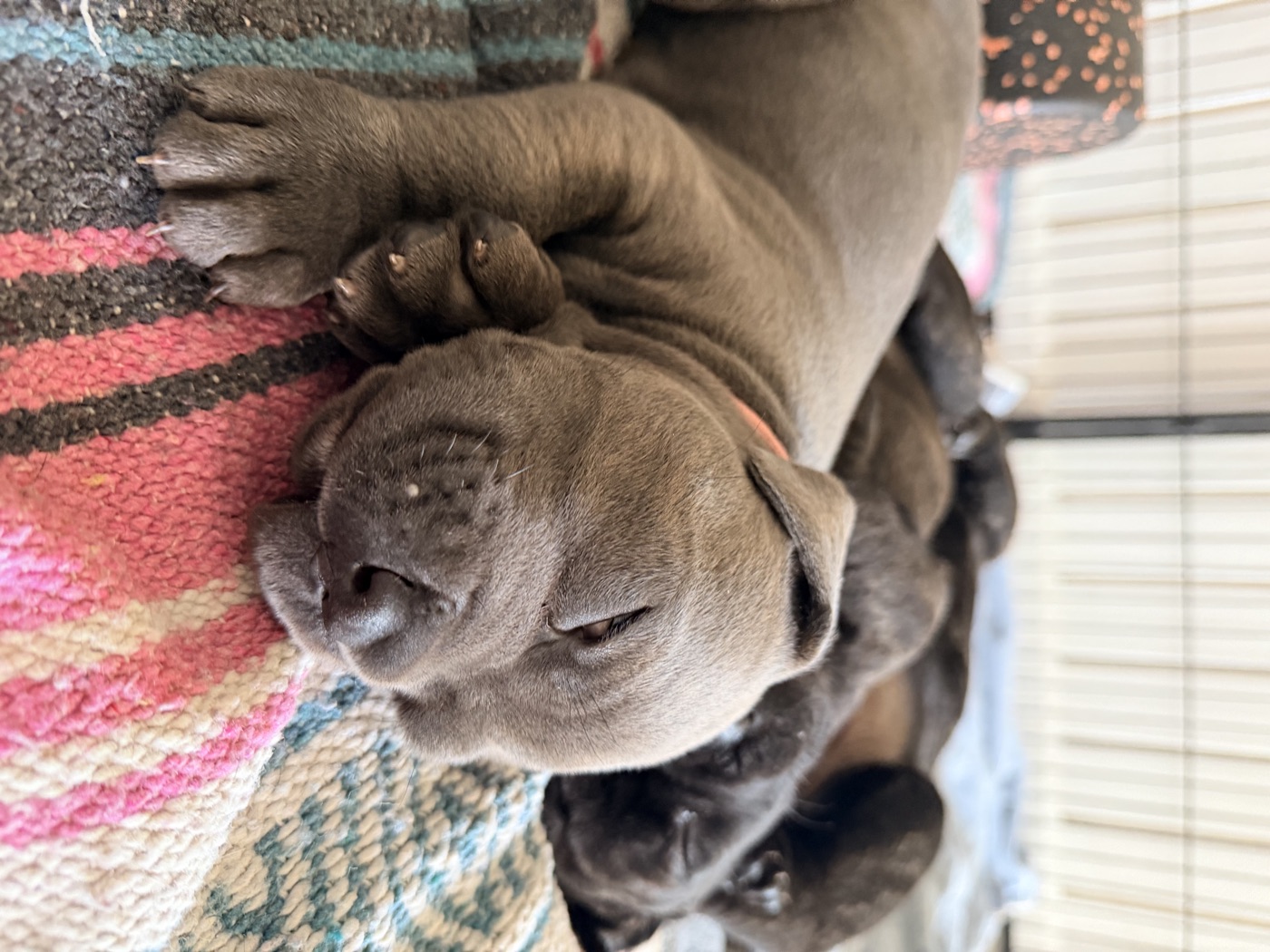 DiCalabrese Cane Corso outdoors in California
