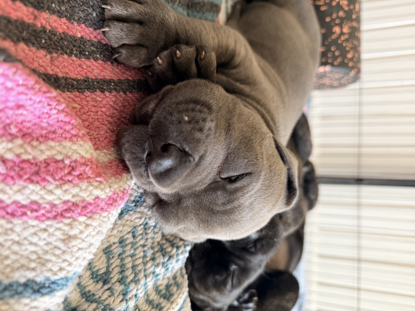 Preservation Cane Corso breeding program at DiCalabrese