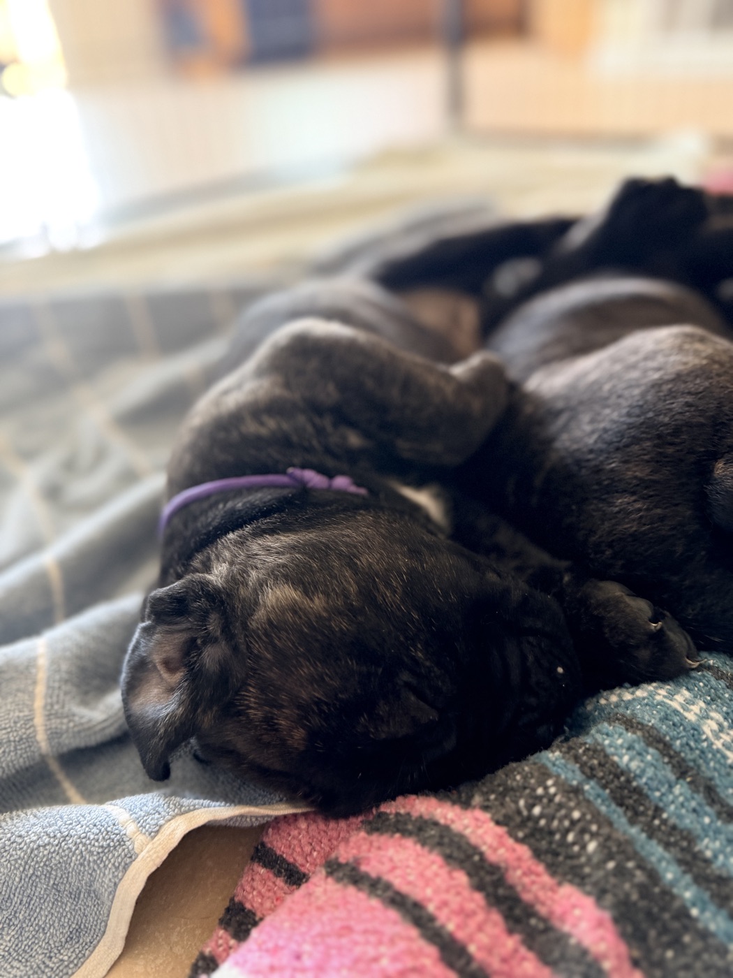 Cane Corso puppy from DiCalabrese, a reputable breeder in Moreno Valley, California