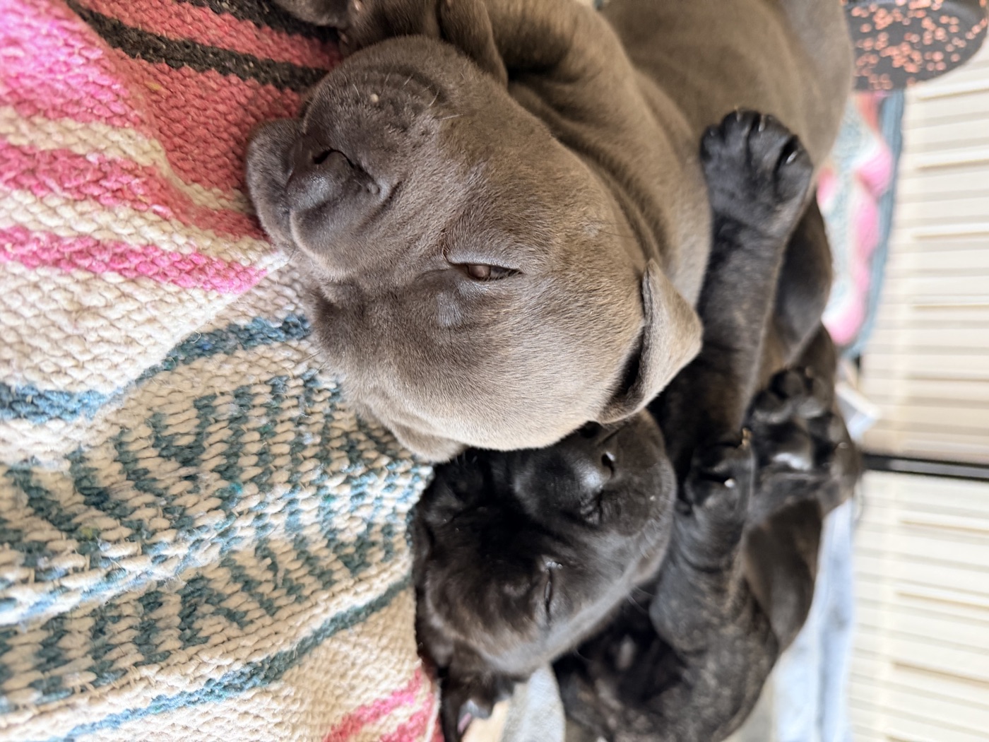 DiCalabrese Cane Corso litter raised with Puppy Culture socialization